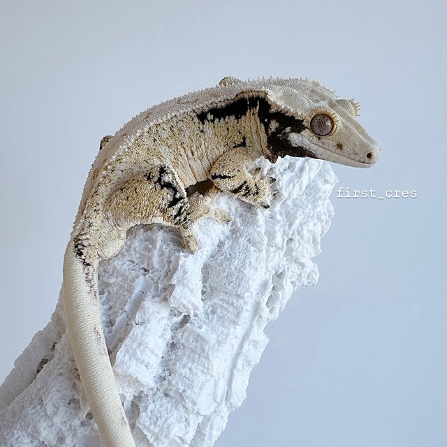 노멀 드리피 화이트스팟