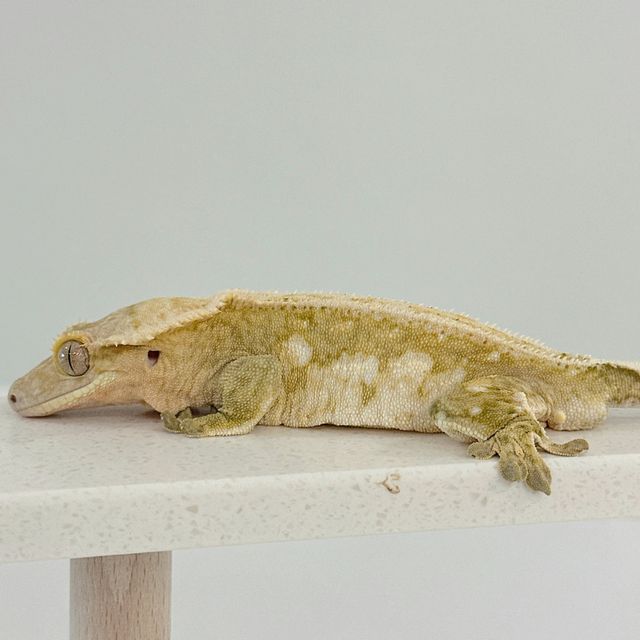 크림시클 풀핀