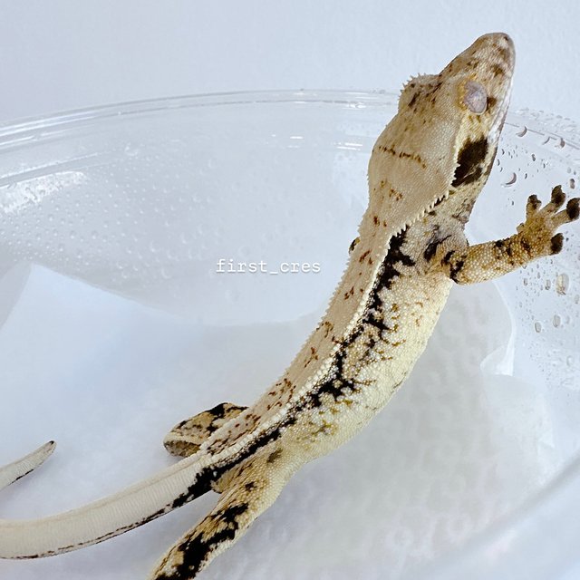 쿼드 드리피 화이트스팟