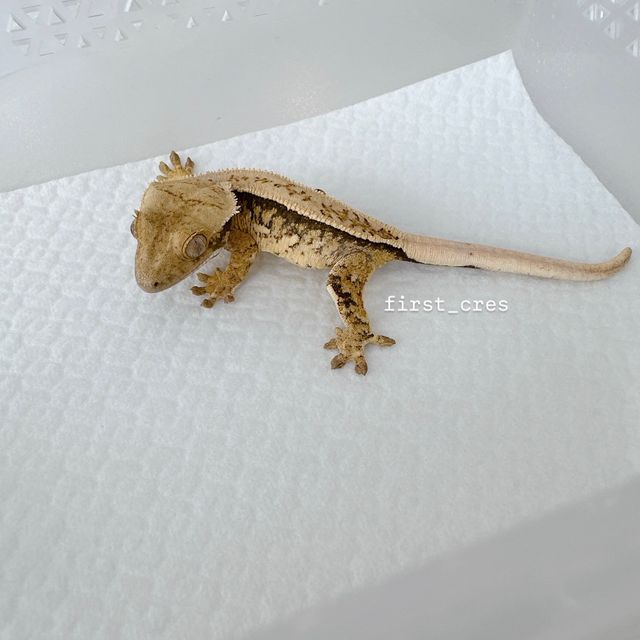 노멀 쿼드 풀핀 드리피