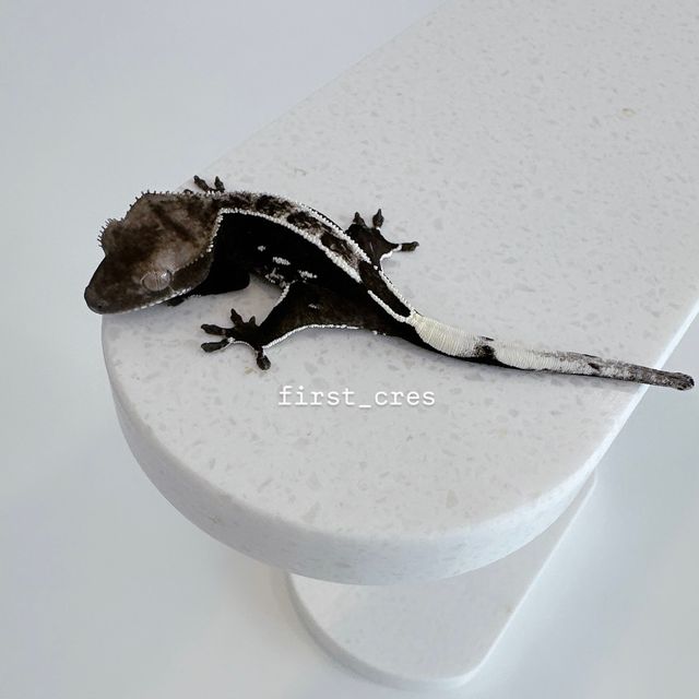 아잔틱