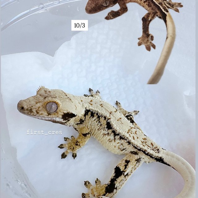 쿼드 드리피 화이트스팟