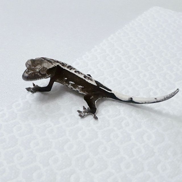 아잔틱