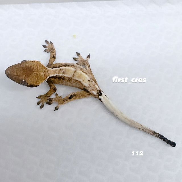 세이블