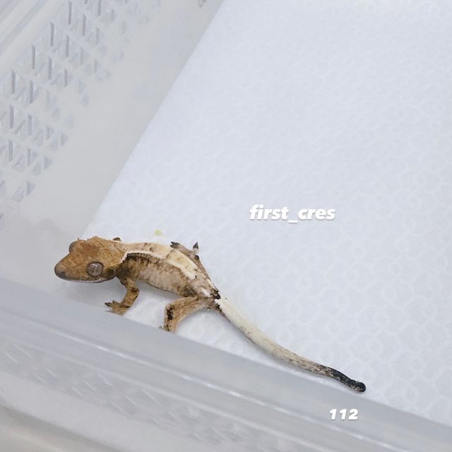 세이블