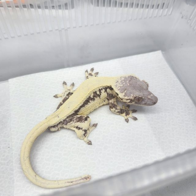 릴리 세이블