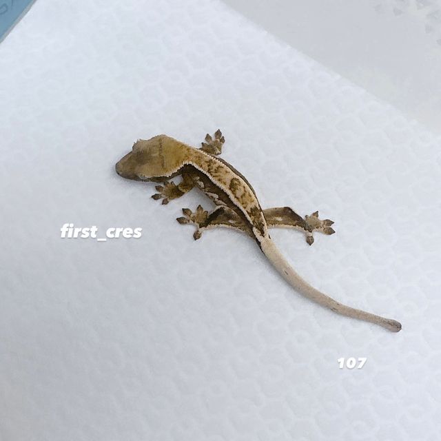 노멀