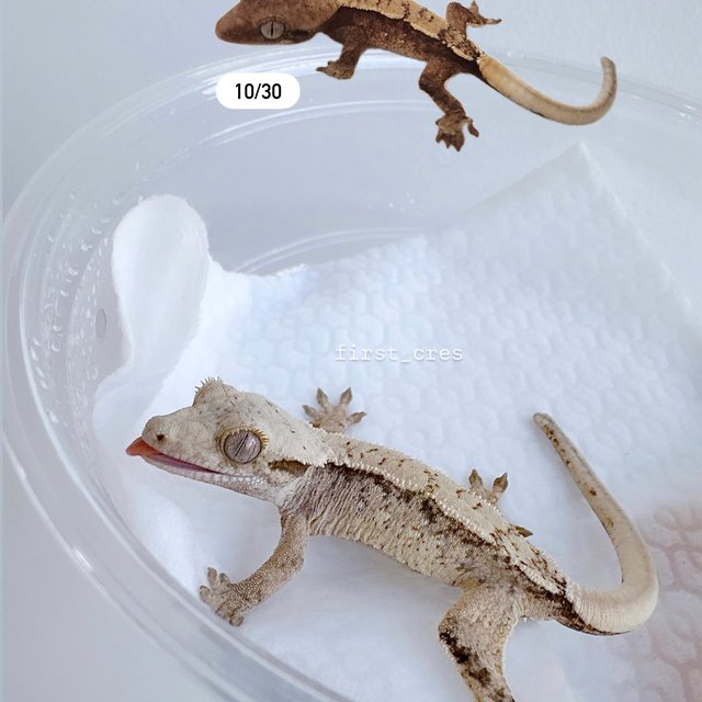 노멀 드리피 화이트스팟