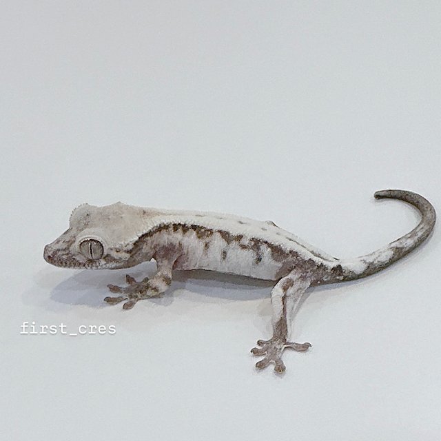 슈퍼세이블 릴리