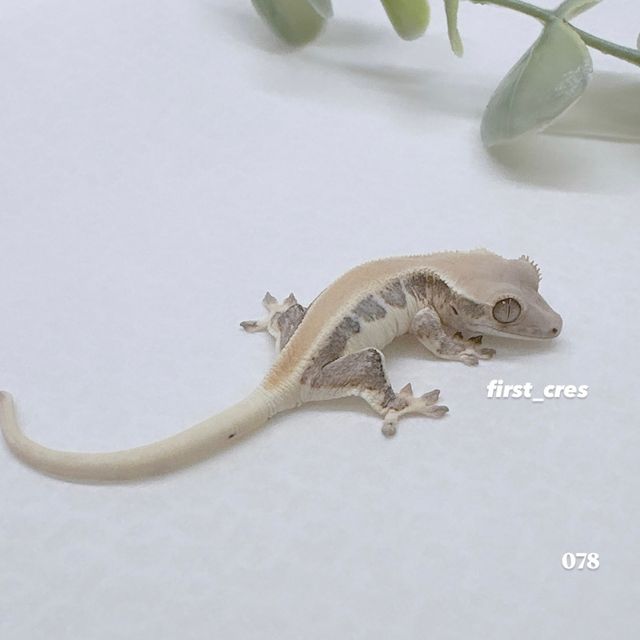 릴리화이트