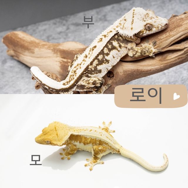 크림시클