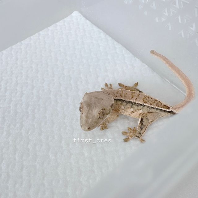 노멀 풀핀 드리피 화이트스팟