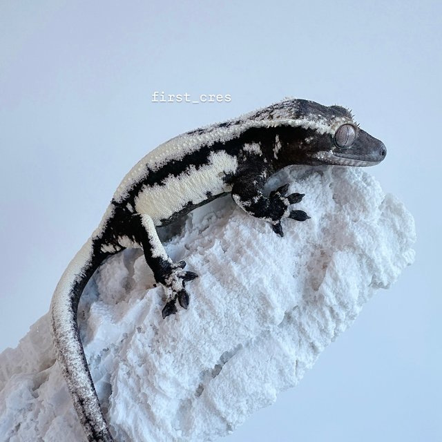 릴리 세이블 아잔틱