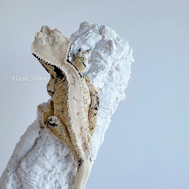 노멀 드리피 화이트스팟