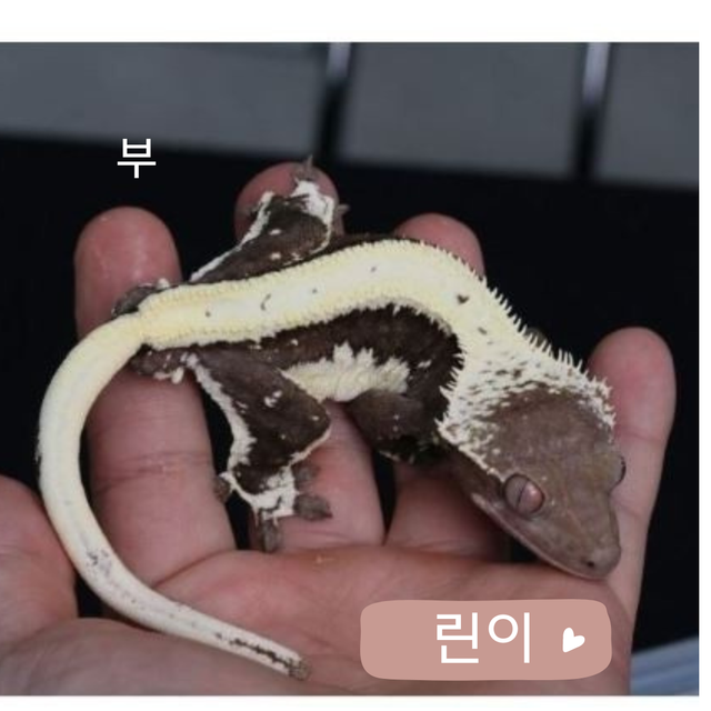 릴잔틱
