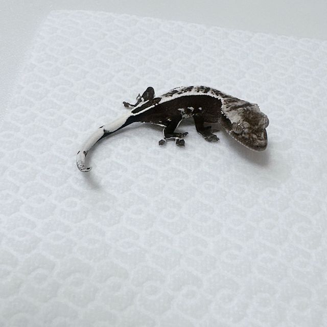 아잔틱