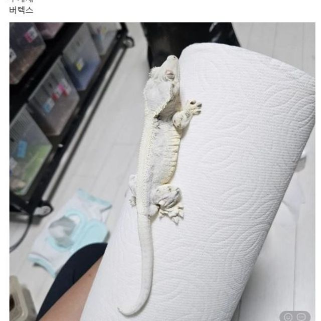 릴리화이트