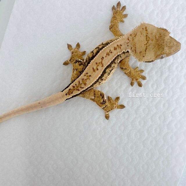 노멀 쿼드 풀핀 드리피