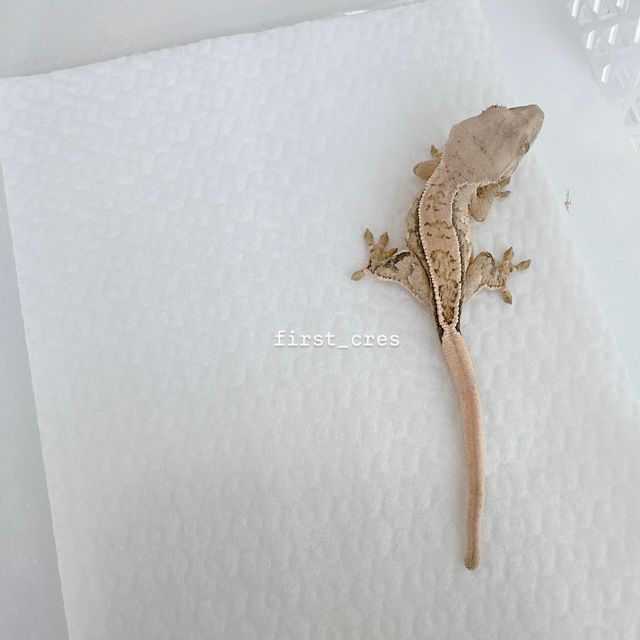 노멀 풀핀 드리피 화이트스팟