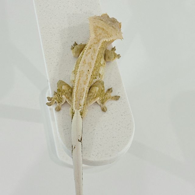 크림시클 풀핀