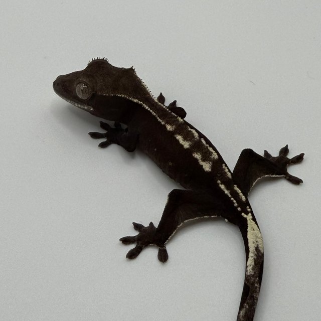 아잔틱 100%헷아잔틱