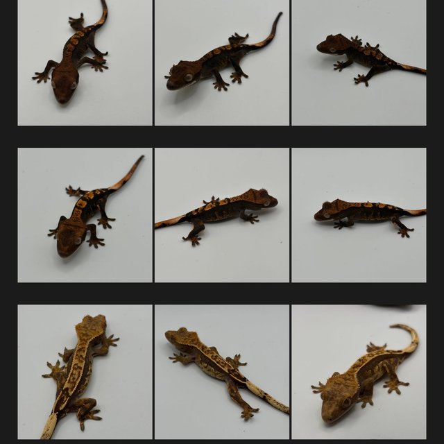 아잔틱 100%헷아잔틱