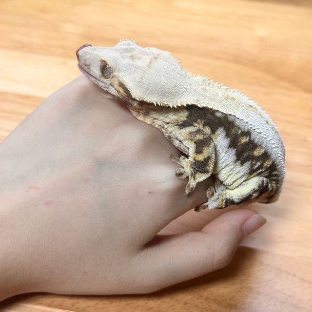 릴리화이트 크림