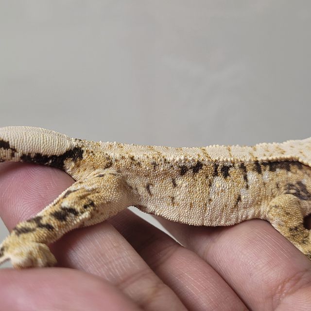 트라이