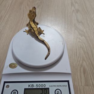 노멀 릴리화이트 트라이