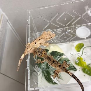 슈퍼달마시안