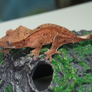 노멀 달마시안 슈퍼달마시안