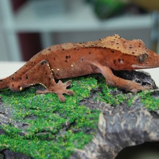 달마시안 노멀 슈퍼달마시안