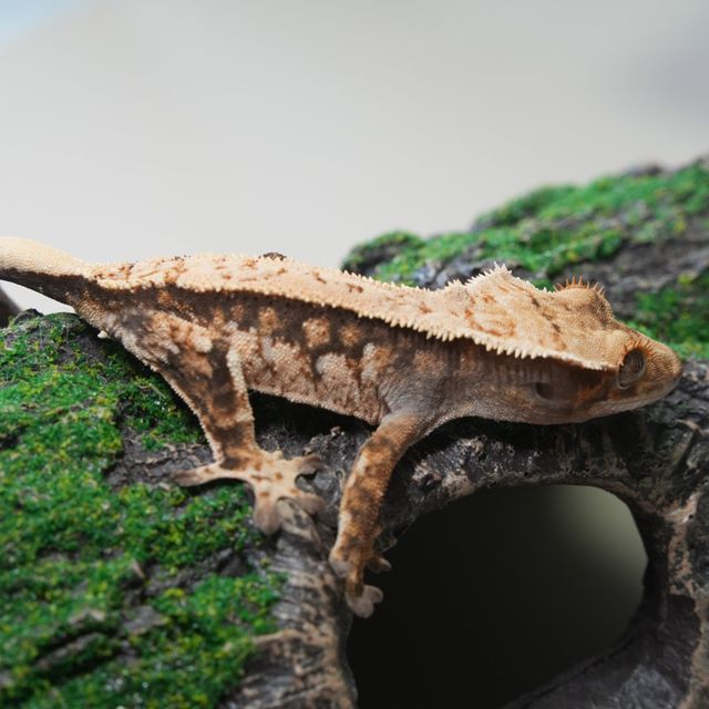 노멀 익스트림할리퀸 트라이
