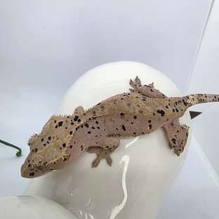 슈퍼달마시안