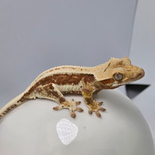 릴리화이트 레드