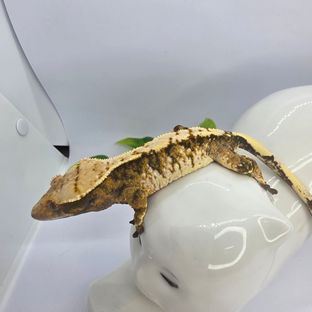 익스트림할리퀸 타이거