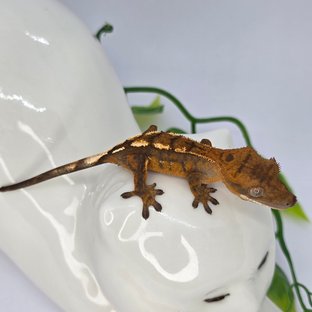 세이블