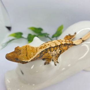 익스트림할리퀸 텐저린 바브