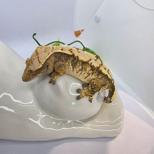 익스트림할리퀸 타이거