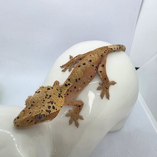 슈퍼달마시안 레드
