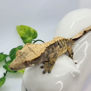 타이거 익스트림할리퀸