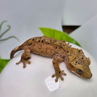 슈퍼달마시안 레드