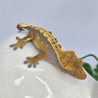 트라이 익스트림할리퀸