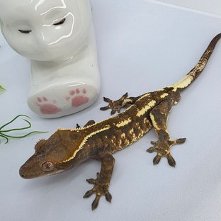 카푸치노