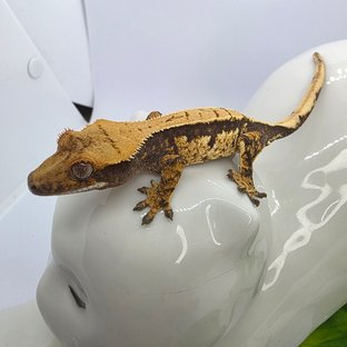 트라이 익스트림할리퀸