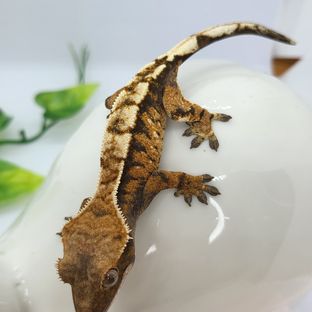 세이블