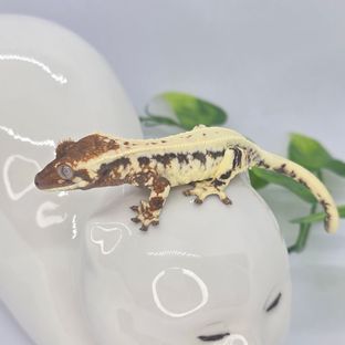 프라푸치노