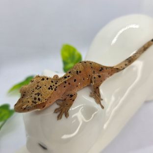 슈퍼달마시안 레드