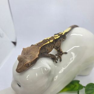 카푸치노