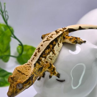 쿼드 노멀